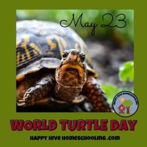 A close-up of a turtle with "May 23" above it and the text "WORLD TURTLE DAY" at the bottom on a green background.